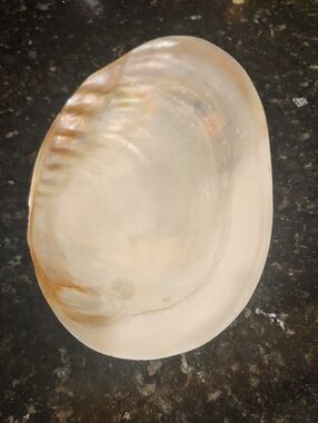 Natural Abalone Shell Decorative Dish - Iridescent White and Cream